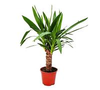 Exotenherz - Palmier Yucca - 1 plante - Facile d'entretien - Purifiant à l'air - Pot de 14 cm