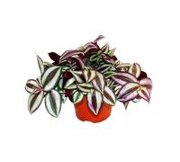 exotenherz - Trimaster Flower - Tradescantia zebrina - Plante d'intérieur à suspendre facile d'entretien - Pot de 12 cm