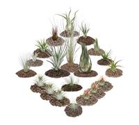 exozenherz - 1 set of 20 plants including 3 XXL plants