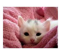 Fabulous Affiche Poster Chaton Blanc dans Serviette Rose Mignon Adorable Animaux 30x40cm