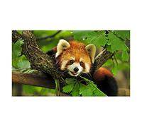 Fabulous Poster Affiche Panda Roux Trop Mignon(91x162cmB)