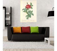 Fabulous Poster Affiche Rose Planche Illustration Botanique Ancienne Fleurs