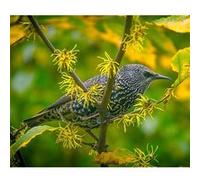 Fabulous Poster Bel oiseau sur une branche (36 cm x 42 cm) G