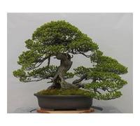 Fabulous Poster Bonsai japon arbre minimalisme (31cm x 39cm) G