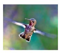 Fabulous Poster Colibri battement d'ailes (77 cm x 91 cm) G