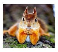 Fabulous Poster Ecureuil roux chilling (77 cm x 91 cm) G