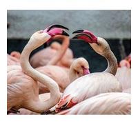 Fabulous Poster Flamant rose la vie en rose (50 cm x 59 cm) Rose G