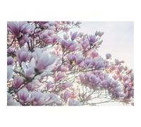 Fabulous Poster Fleurs de cerisier printemps contre-jour (42x63cm) G