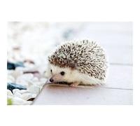 Fabulous Poster Herisson blanc terrasse (91cm x 137cm) Blanc G
