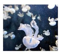 Fabulous Poster Meduse lumiere bleu fonds marin (36 cm x 42 cm) Bleu G