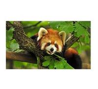 Fabulous Poster Panda roux trop mignon (30 cm x 42 cm) G