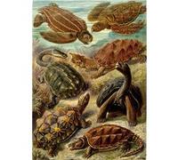 Fabulous Poster Planche de tortue dessin biologie (31cm x 43cm) G