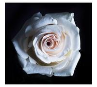 Fabulous Poster Rose blanche sur l'eau fleur (30x45cm) Rose G