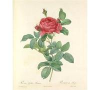 Fabulous Poster Rose illustration botanique ancienne (31cm x 37cm) Rose G