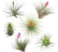 Famanu Mix : Assortiment de 6 plantes aquatiques - Plantes d'intérieur décoratives - Hauteur : 5-15 cm