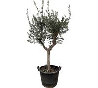Famanu, Olivier (Olea europaea), plante cultivée - hauteur : 210 cm, diamètre : 45 cm