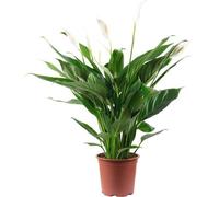 Famanu, plante d'intérieur Spathiphyllum - 4 à 8 boutons de fleurs, hauteur de 70 cm, diamètre du pot de 17 cm