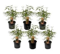 Plant in a Box - Fargesia scabrida 'Merveille asiatique' - Set de 6 - Bambou scabride - Rouge bambou - Pot 13cm - Hauteur 25-40cm