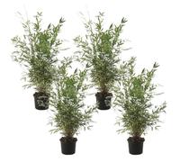 Bambou non-traçant - Set de 4 - Fargesia nitida 'Gansu' - H50-70cm - ⌀17cm