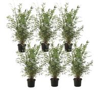 Bambou non-traçant - Set de 6 - Fargesia nitida 'Gansu' - H50-70cm - ⌀17cm