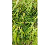 Fargesia robusta 'Campbell' / Bambou non traçant/Conteneur de 3 à 4 litres