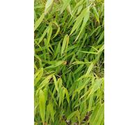 Fargesia robusta 'Pingwu' / Bambou non traçant