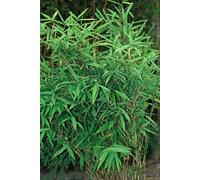 Fargesia Rufa - Bambou non envahissant - Ø7cm - Ø15cm - 6 plants - Résistant au