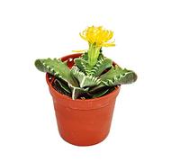 Faucaria tigrina - Tiger's Jaw - 5,5cm pot