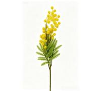 Feeshoppher Fleurs de mimosa artificielles jaunes élégantes de 21,8 cm, en fausse soie d'acacia réaliste, tige florale d'albizia pour décoration d'intérieur, fête de mariage, arrangement de table