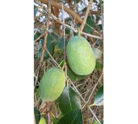 Feijoa sellowiana / Goyave verte