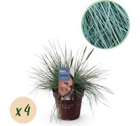 Festuca glauca « Intense Blue » - Fétuque bleue - Graminée ornementale - 4