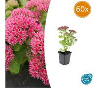 Fette Henne - Sedum telephium 'Herbstfreude' - Plante vivace d'entretien facile - pot de 9cm - Set de 60 plantes