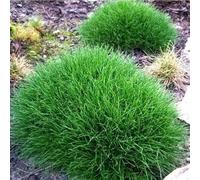 Fétuque à balais 1L - Graminée vivace et persistante des Pyrénées