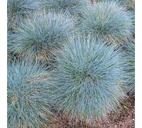 Fétuque Bleue Elijah Blue - Festuca Glauca Elijah Blue 20/25cm Godet 9cm - Plante En Godet - Floraison Juin à Juillet Exposition - Hauteur 20/25cm - Exposition Soleil Sol