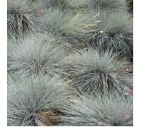Fétuque bleue Festuca glauca 'Intense Blue' Graminée arbustive robuste à feuilles persistantes Pot 9 cm
