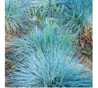 Fétuque bleue Festuca glauca 'Intense Blue' Herbes de jardin à feuilles persistantes Plante arbuste en pot