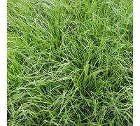 Fétuque élevé (Festuca arundinacea) 20 kg graminée unique, graines de gramin
