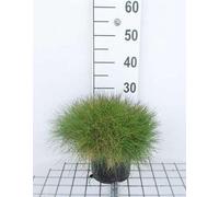 Fétuque - Festuca gautieri (scoparia) | 3 liter pot