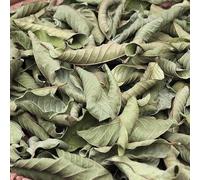 Feuilles de goyave sèches, feuilles de goyave séchées