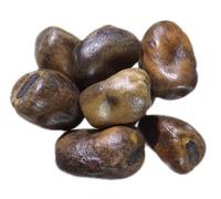 Féverole d‘Hiver Bio - Vicia Faba L. (Variété Nebraska : 250 grammes)