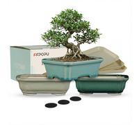 FFPOPU Petits pots à bonsaï en céramique avec plateau de drainage, 3 pics de 15,2 cm pour bonsaï avec glaçage craquelé, mini pot de fleurs pour décoration de bureau d'arbres nains, plantes succulentes