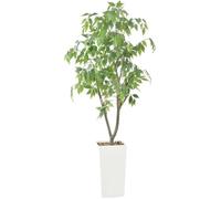 Ficus 1,52m pot blanc vert déco salon balcon bureau Noël mariage plante d'intérieur