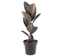 Ficus Abidjan Caoutchouc Hévéa Plante d'intérieur pour Maison ou Bureau (de 30 à 40 cm avec pot)
