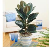 Ficus Abidjan Hévéa Caoutchouc Vente Plante d'intérieur de 30 à 40 cm Pot inclus