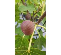Ficus carica 'Pastiliere' / Figuier Rouge de Bordeaux/Conteneur de 1 à 1.9 litres