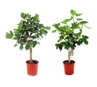 Figuier de Barbarie - Set de 2 - Ficus Carica - Hauteur 70-90cm - ⌀21cm