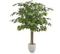 Ficus de 105 cm de hauteur, idéal pour la décoration de salons