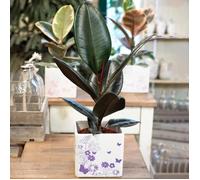 Ficus d'intérieur Abidjan Caoutchouc Hévéa pour Foyer ou Bureau (de 30 à 40 cm en pot)