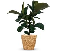Ficus Elastica Cloe, ficus élastique, 65cm - plante d'intérieur dans un panier