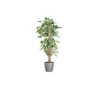 Ficus liane + pot rond gris anthracite Gris G
